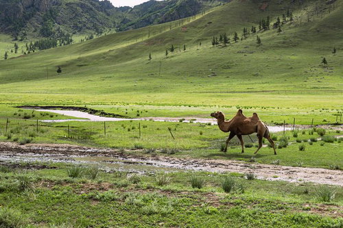 モンゴルの広大な草原を歩くラクダと雪解けの川、山並み