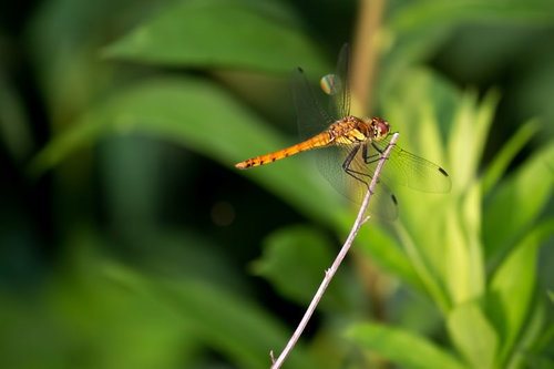 細い棒の先にとまって羽を休める赤とんぼ