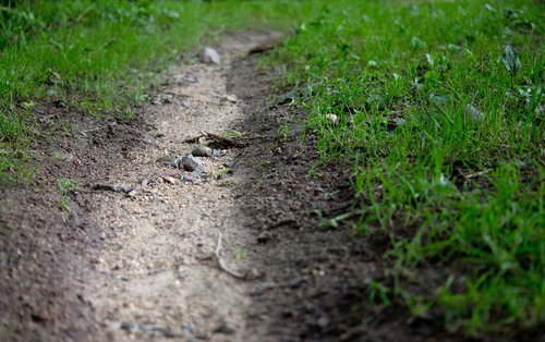 小石が散らばり両脇に草が茂る蛇行する雨水の通り道