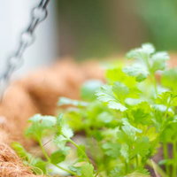 茶色いバスケットの中で青々と育つパクチーの鉢植えの写真