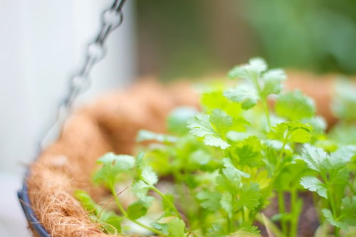 茶色いバスケットの中で青々と育つパクチーの鉢植え