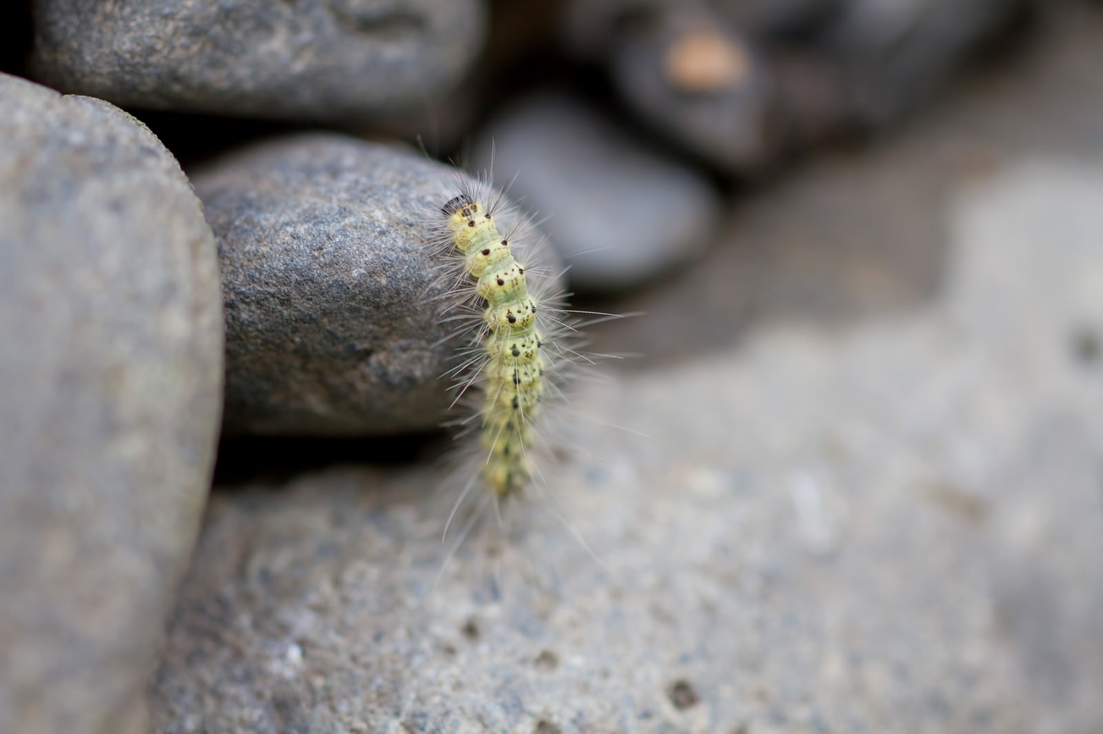 河原の石の上をはいつくばる毛虫