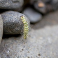 河原の石の上をはいつくばる毛虫の写真