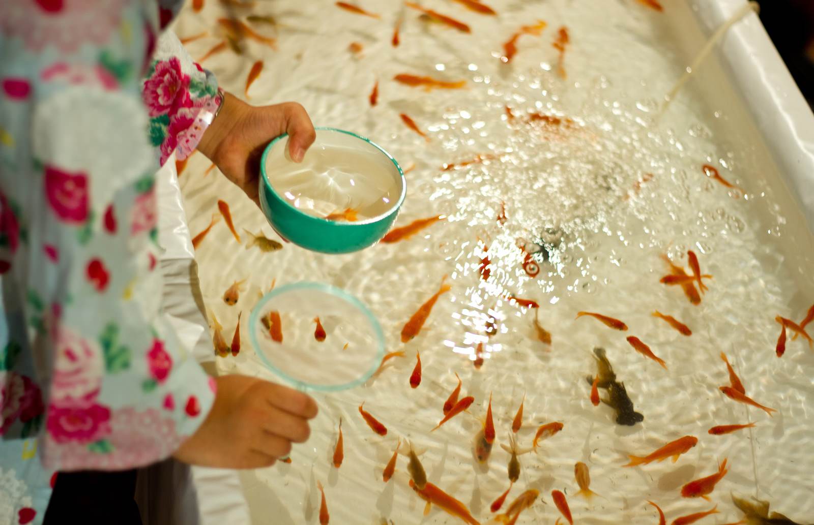金魚をすくう子供の手