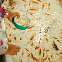 水面に浮かぶ金魚を網ですくう子供の手の写真