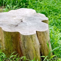 緑の草の中に残る年輪が見える花形の切り株の写真