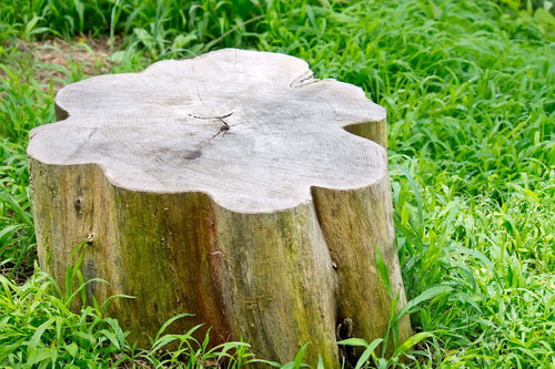 緑の草の中に残る年輪が見える花形の切り株
