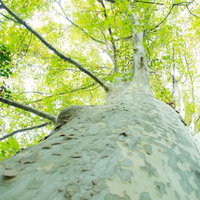 見上げると枝の間から溢れる緑と木漏れ日の天蓋の写真