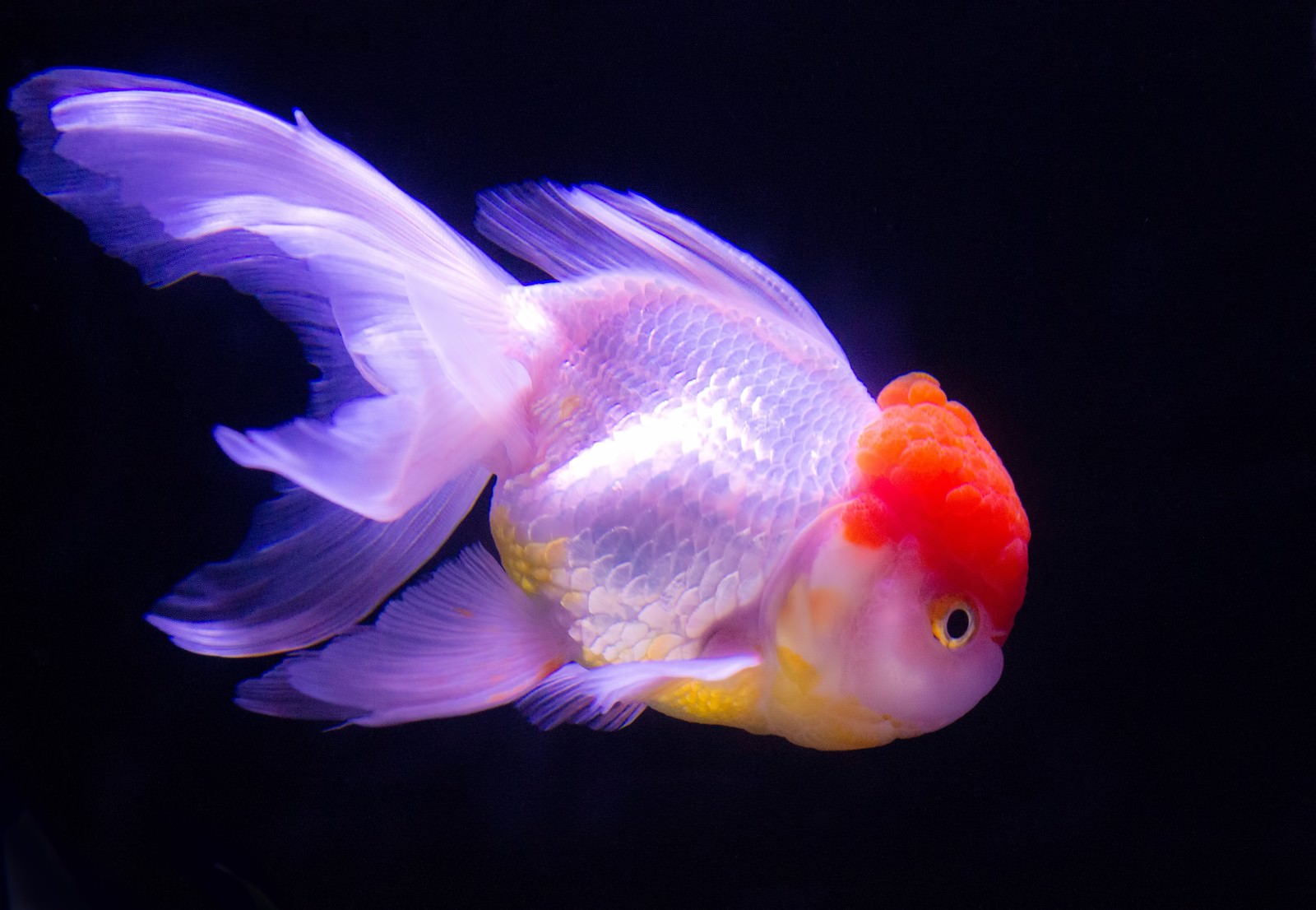 赤い頭の丹頂金魚の横姿