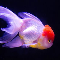 赤い頭とピンクのひれが広がる丹頂の金魚の横姿の写真