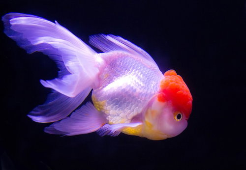 赤い頭とピンクのひれが広がる丹頂の金魚の横姿