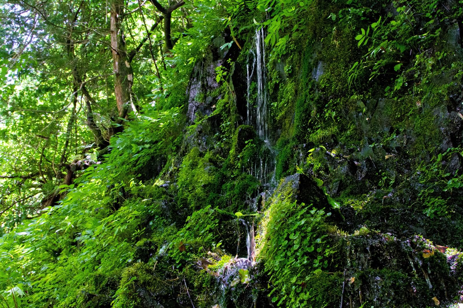 苔の岩肌を滴る細い湧水