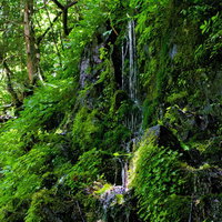 苔と緑に覆われた岩肌を細い筋で流れる滴る湧水の写真