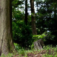 切り株が残る深い森の中の杉の木と緑の低木の写真