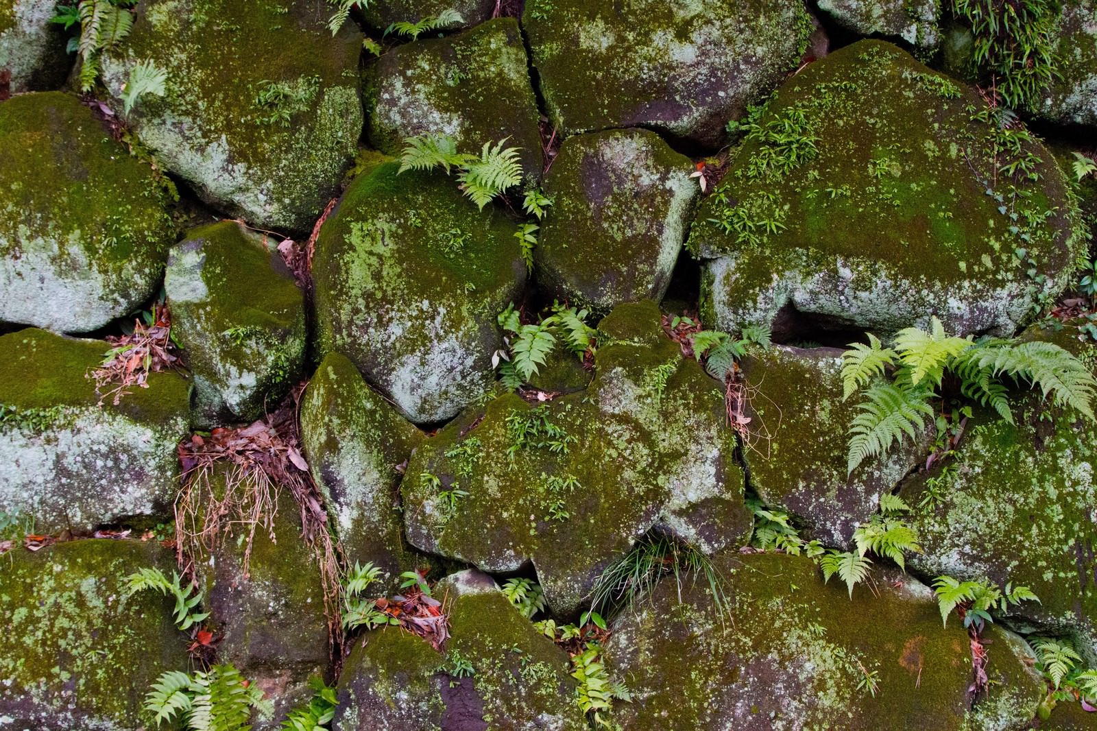雑草が生えたひび割れた石垣