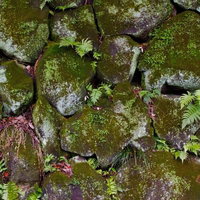 雑草が隙間から生えたひび割れたボロボロの石垣の写真