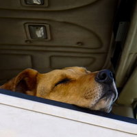 車の後部座席の窓に顔を寄せて居眠りする犬の写真