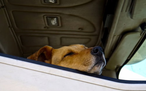 車の後部座席の窓に顔を寄せて居眠りする犬