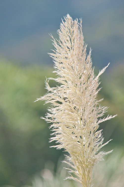白くてふわふわした穂が風に揺れるパンパスグラスの群生