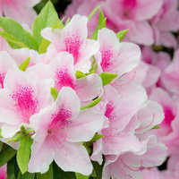 重なり合って咲く花びらが広がるピンク色のつつじの群生の写真