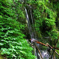 苔むした岩の間を透明な水が流れる湧水と緑の風景の写真