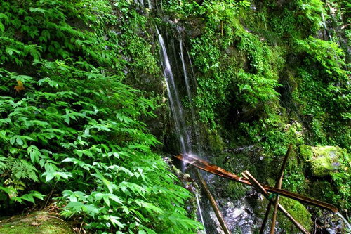 苔むした岩の間を透明な水が流れる湧水と緑の風景