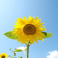 青空と白い雲を背景に太陽に向かって咲く黄色い向日葵の写真