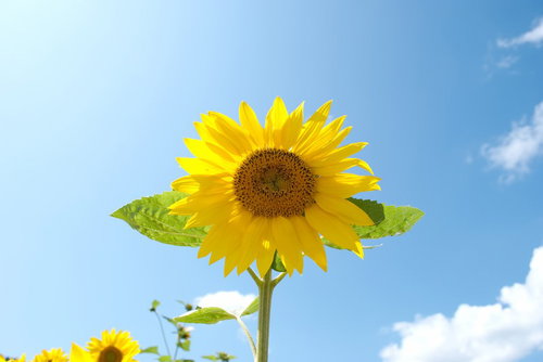 青空と白い雲を背景に太陽に向かって咲く黄色い向日葵