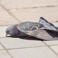 疲れた鳩が石畳に倒れ込むの写真