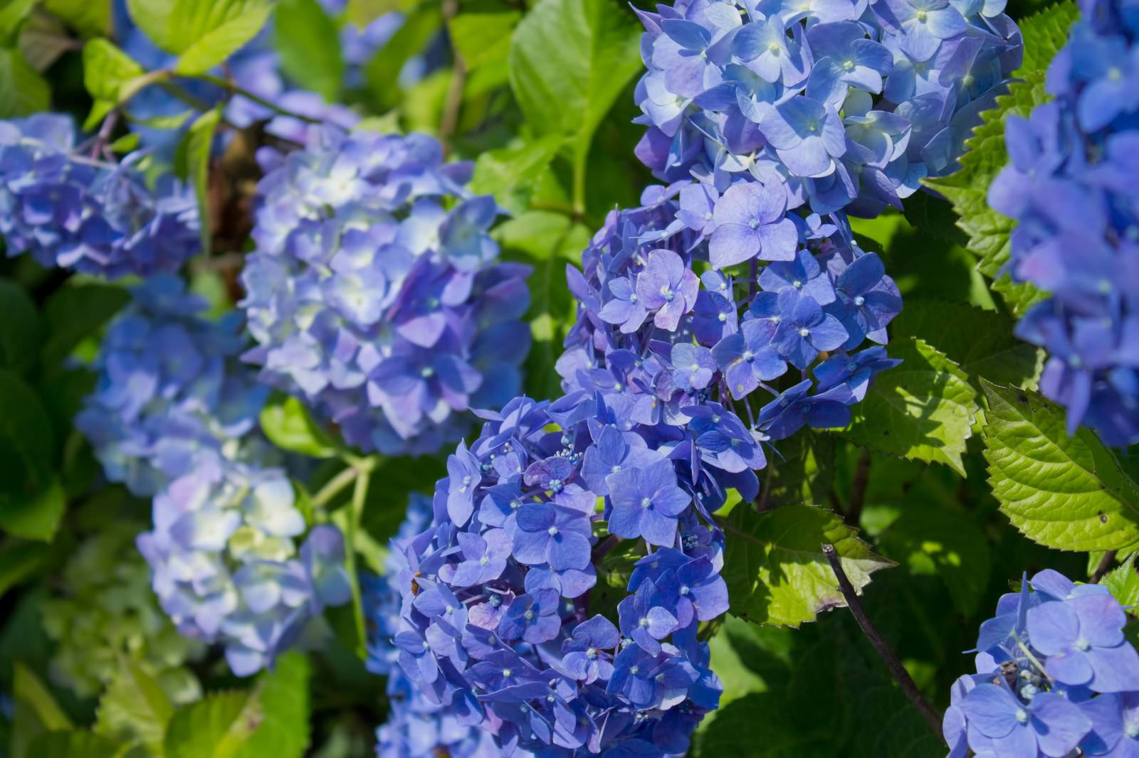 庭の花壇に咲く青紫の紫陽花