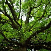 枝を広げた大きな樹木と一面に広がる緑の芝の写真