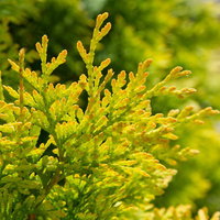 春の兆しを見せる針葉の新芽の写真