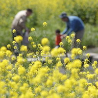 菜の花畑で花粉が飛び散る中を歩く親子の風景の写真