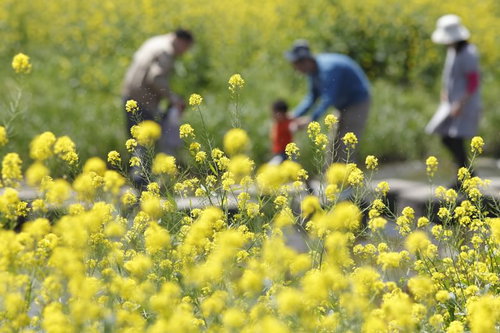 菜の花畑で花粉が飛び散る中を歩く親子の風景