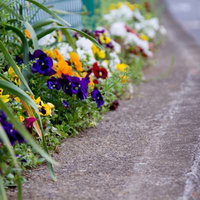 金属フェンスの際に紫と黄色のパンジーが咲くの写真