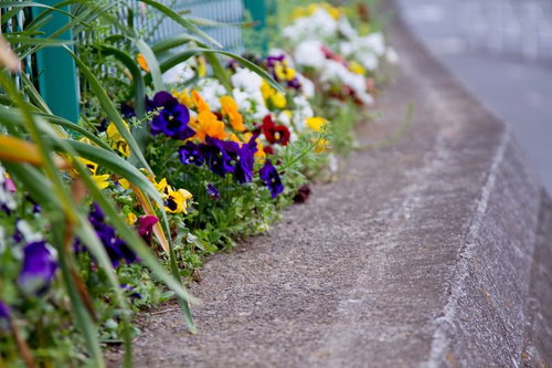 金属フェンスの際に紫と黄色のパンジーが咲く
