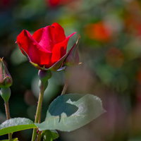 花びらの上で朝露の水滴が光る赤い薔薇の接写の写真
