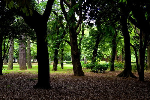 逆光に浮かぶ代々木公園の薄暗い木々