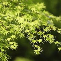 新緑の黄緑色のもみじの葉の写真