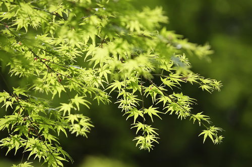 新緑の黄緑色のもみじの葉