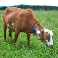 大きな耳と茶色い毛並みの子ヤギがこちらを見る正面顔の写真