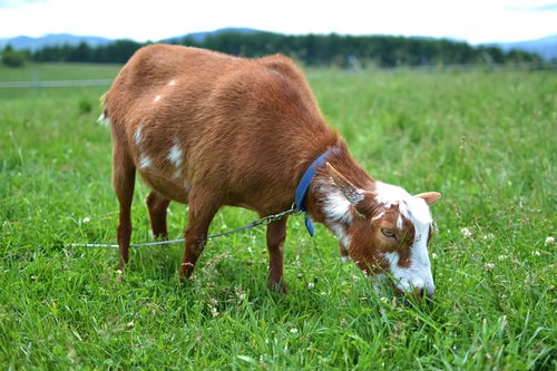 大きな耳と茶色い毛並みの子ヤギがこちらを見る正面顔