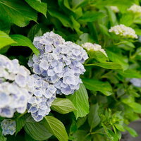 石段の横に青と紫の花が咲く長谷寺の紫陽花の写真