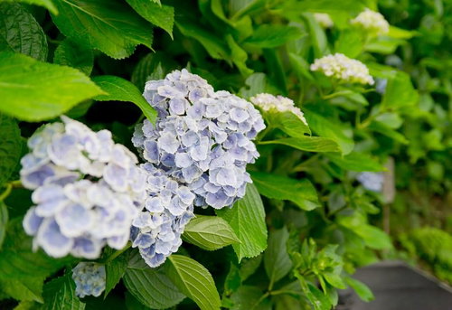 石段の横に青と紫の花が咲く長谷寺の紫陽花