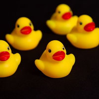 明日を見るあひるちゃんの写真