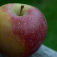 木のベンチに置かれた一個のりんごの写真