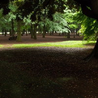 誰もいない代々木公園の木立と落ち葉の写真