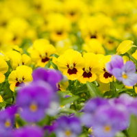 花壇に咲く黄色いパンジーと紫の花の写真
