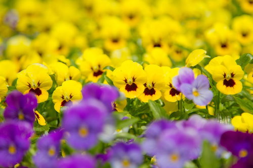花壇に咲く黄色いパンジーと紫の花