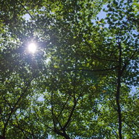 葉の隙間から差し込む木漏れ日の日差しの写真